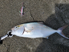 カンパチの釣果