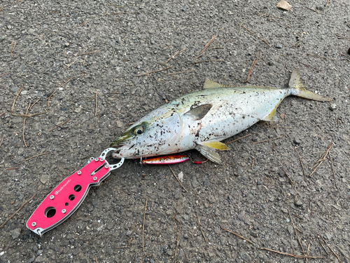 イナダの釣果