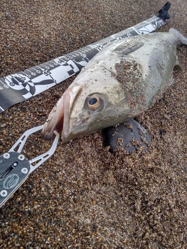 マルスズキの釣果