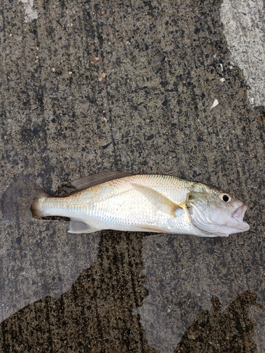 イシモチの釣果