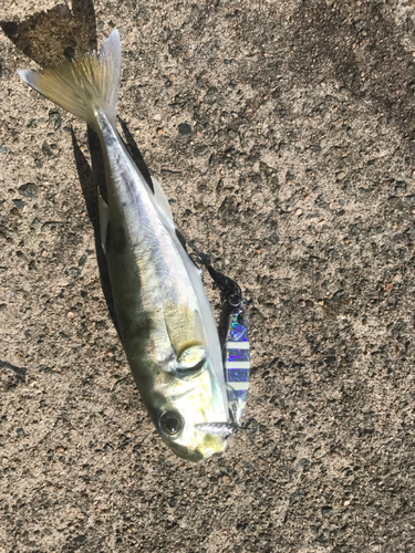 シロサバフグの釣果