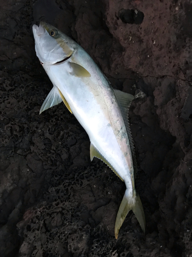 ヒラマサの釣果