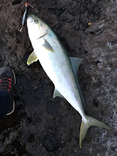 ヒラマサの釣果