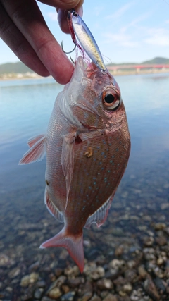 チャリコの釣果