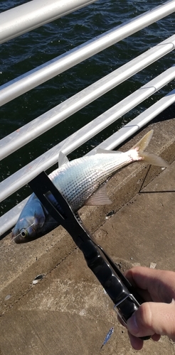 コノシロの釣果