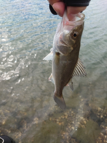 フッコ（マルスズキ）の釣果