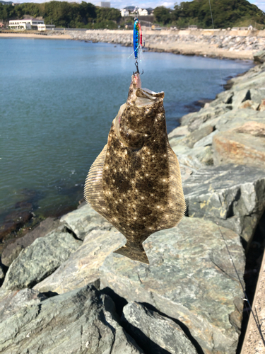 ソゲの釣果