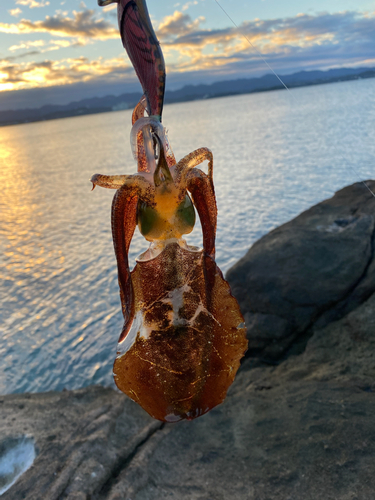 アオリイカの釣果