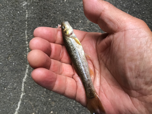 アブラハヤの釣果