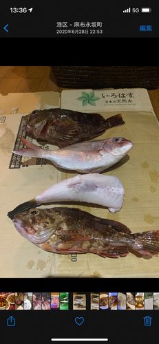 マダイの釣果