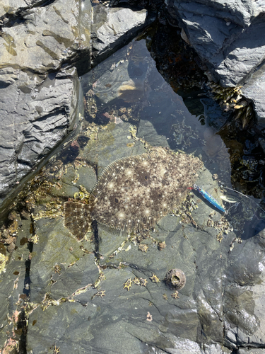 ヒラメの釣果