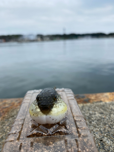 フグの釣果