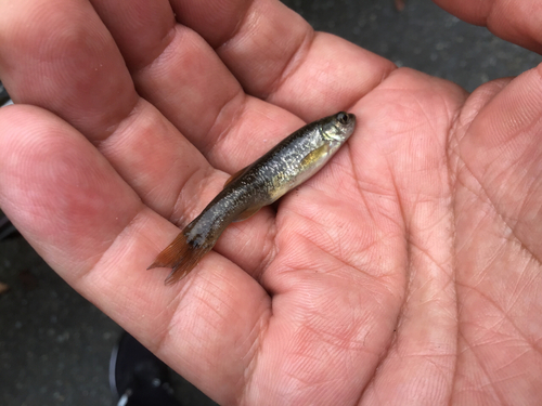 アブラハヤの釣果