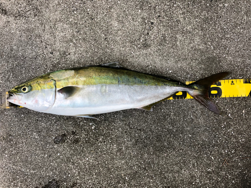 メジロの釣果