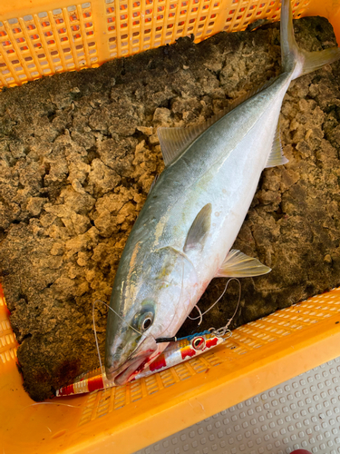 ハマチの釣果