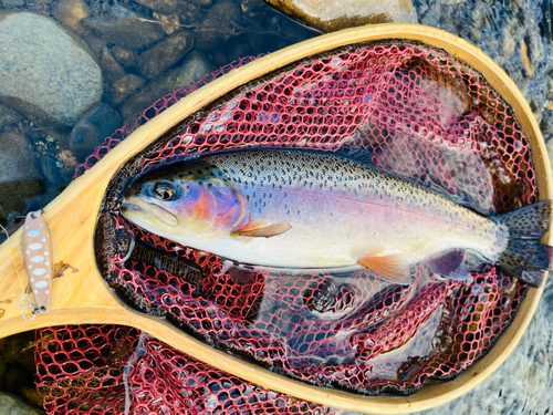 ニジマスの釣果