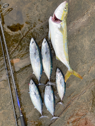 イナダの釣果