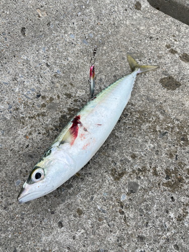 サバの釣果