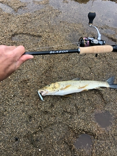 ニゴイの釣果