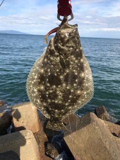 ヒラメの釣果