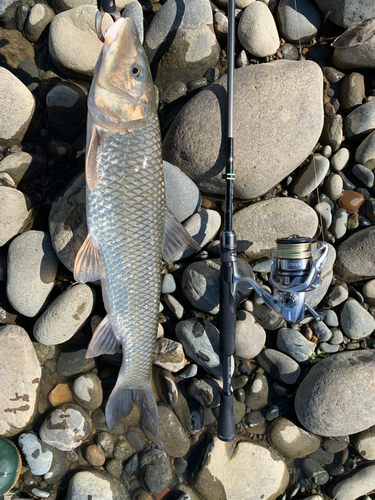 ニゴイの釣果