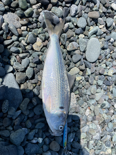 コノシロの釣果