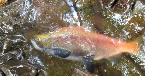 ヒメマスの釣果