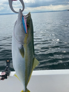 イナダの釣果