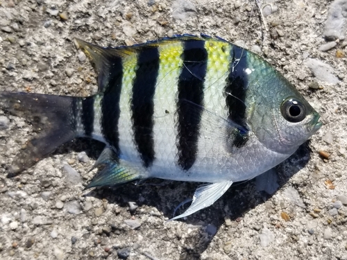 オヤビッチャの釣果