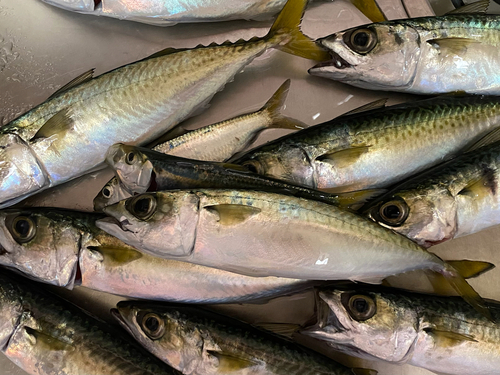 サバの釣果