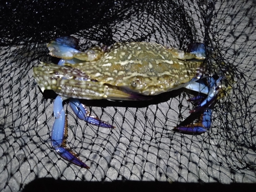 タイワンガザミの釣果