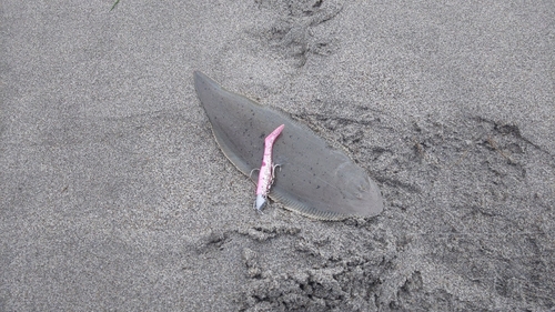 シタビラメの釣果