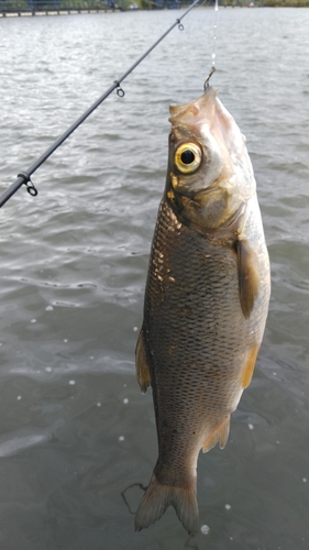 ワタカの釣果