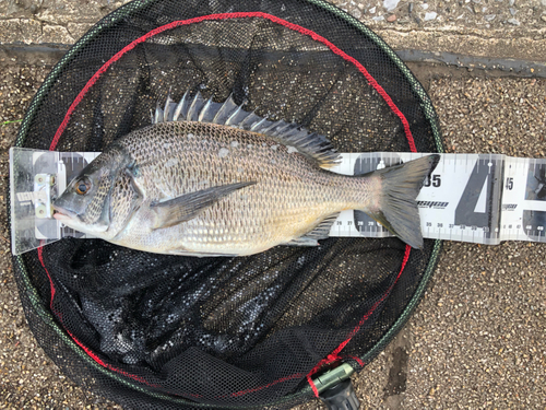 チヌの釣果