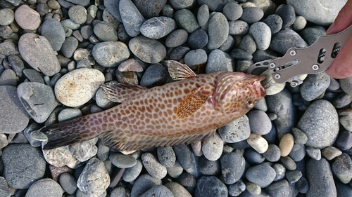 オオモンハタの釣果