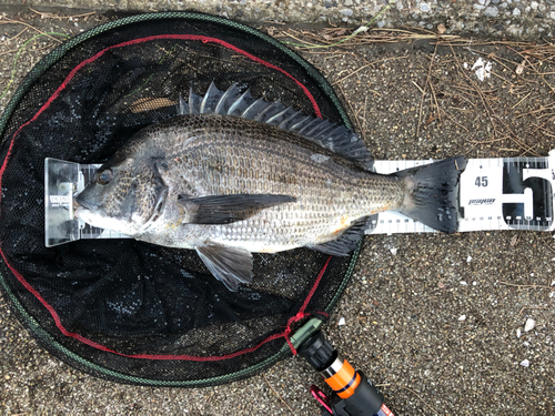 チヌの釣果