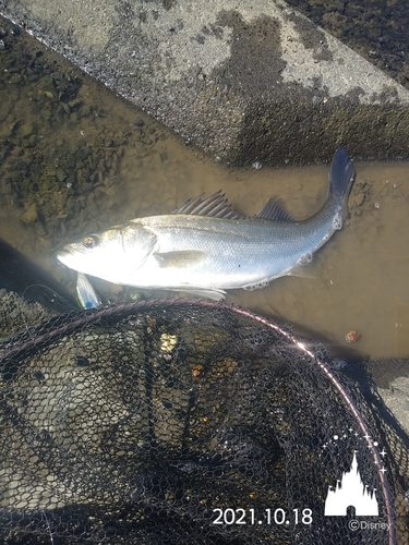 セイゴ（マルスズキ）の釣果