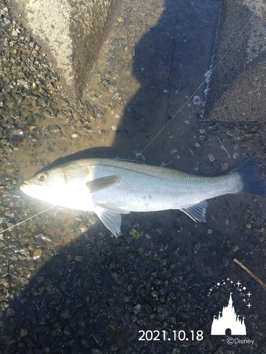 セイゴ（マルスズキ）の釣果