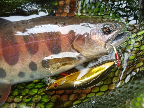 アマゴの釣果