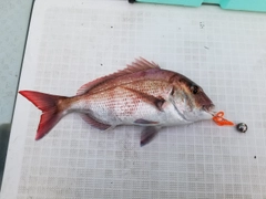 タイの釣果