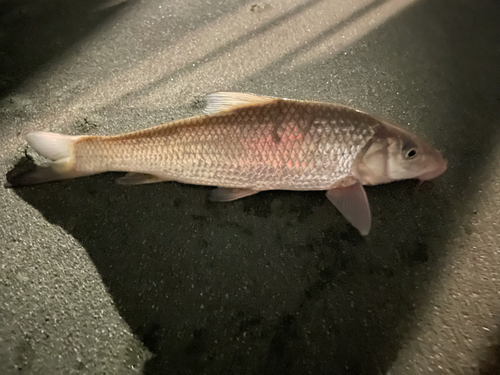 ニゴイの釣果