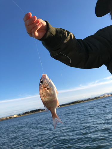 チダイの釣果