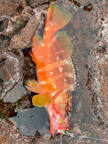 アカハタの釣果