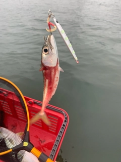 マサバの釣果