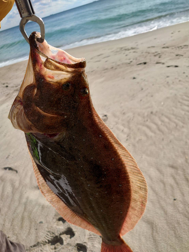 ヒラメの釣果