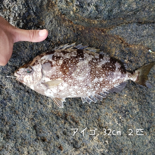 アイゴの釣果