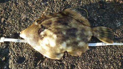 カワハギの釣果