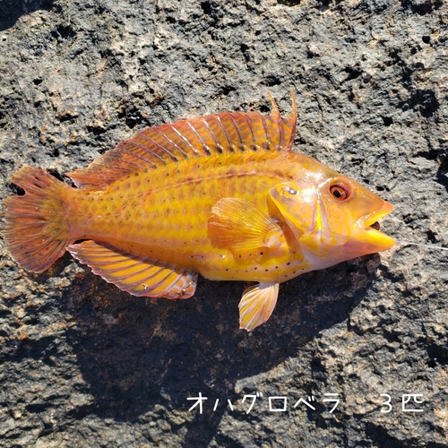 オハグロベラの釣果