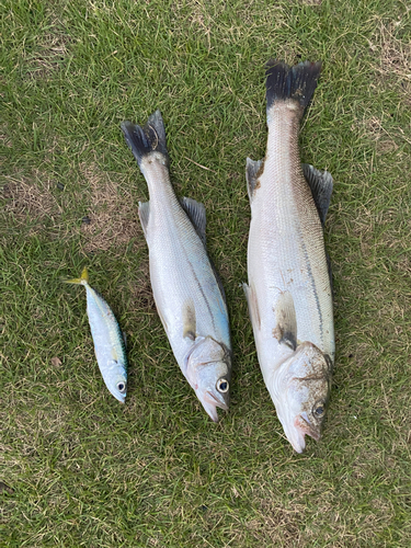 フッコ（マルスズキ）の釣果