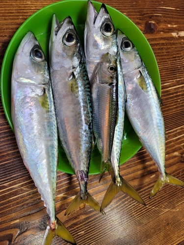 サバの釣果